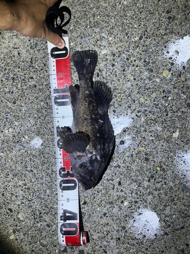 クロソイの釣果