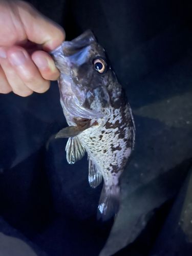 クロソイの釣果