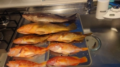 オオモンハタの釣果