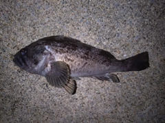 ソイの釣果