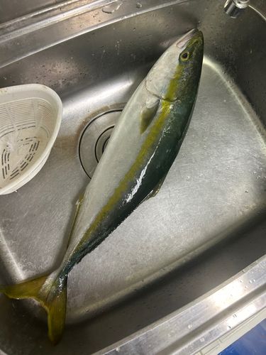 ワラサの釣果