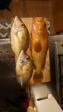 アオナの釣果