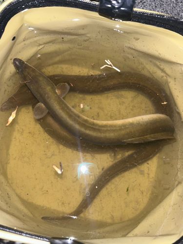 ウナギの釣果