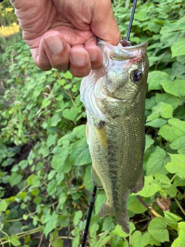 ラージマウスバスの釣果
