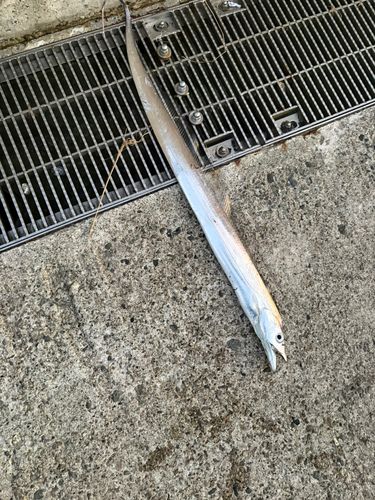 タチウオの釣果
