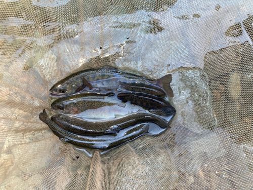 ヤマメの釣果
