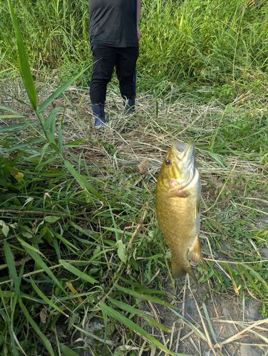 スモールマウスバスの釣果