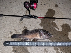 クロソイの釣果