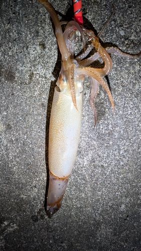 スルメイカの釣果