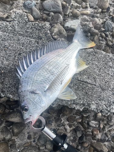 キビレの釣果