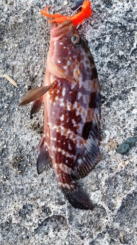アコウの釣果