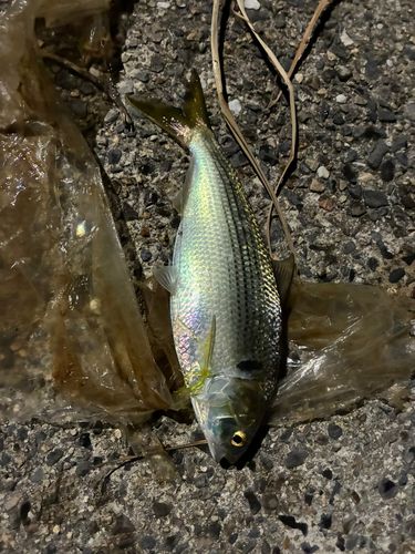 コノシロの釣果