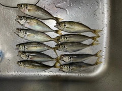 アジの釣果