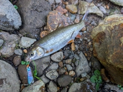 ウグイの釣果