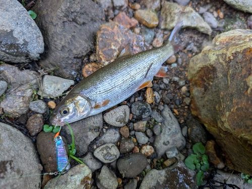ウグイの釣果
