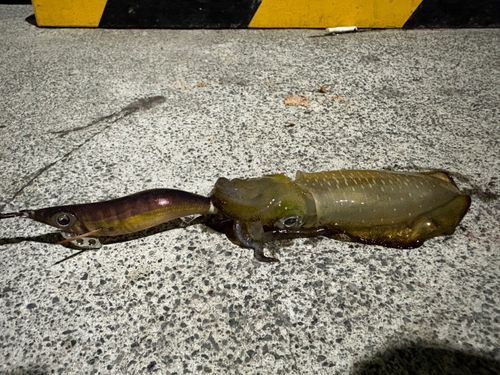 アオリイカの釣果