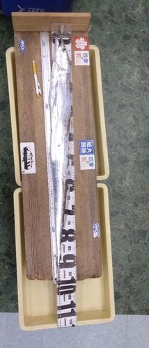 タチウオの釣果