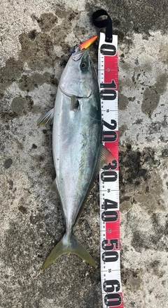 イナダの釣果