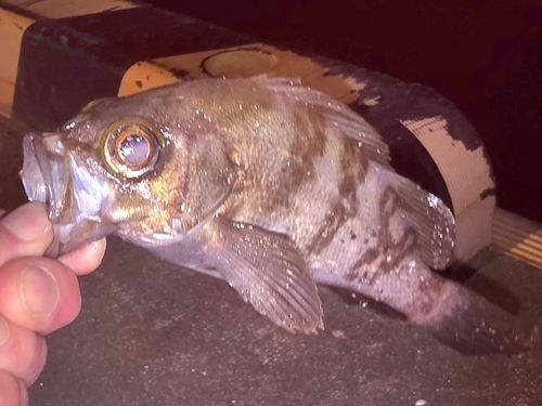 メバルの釣果