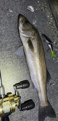 シーバスの釣果