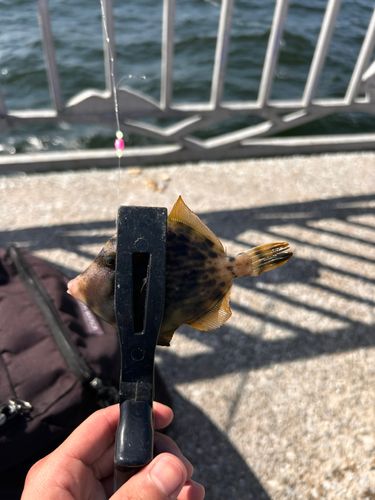 カワハギの釣果