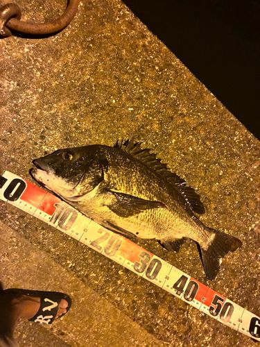 チヌの釣果
