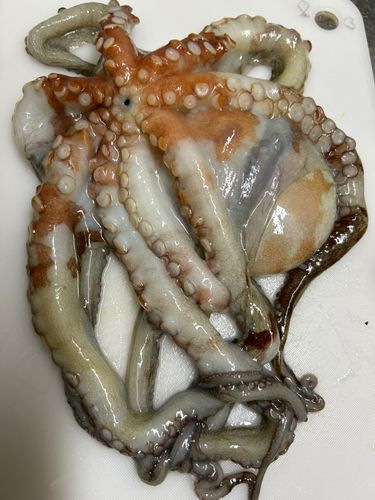 タコの釣果