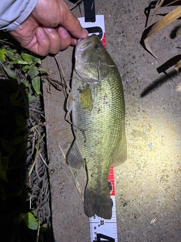 ブラックバスの釣果