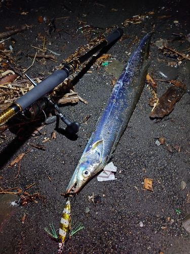 タチウオの釣果