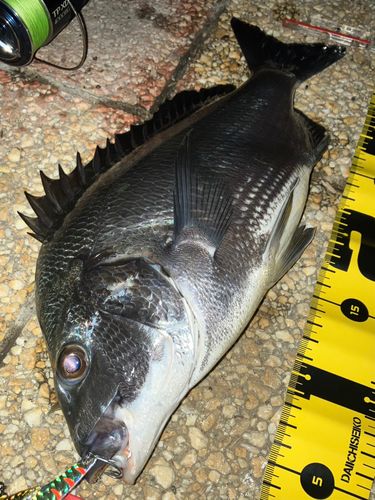 クロダイの釣果