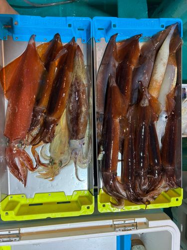 スルメイカの釣果