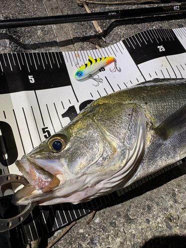 シーバスの釣果