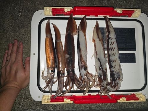 スルメイカの釣果
