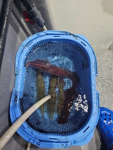 ケンサキイカの釣果