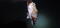 ガシラの釣果