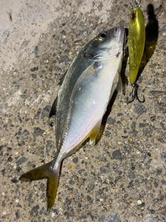 メッキの釣果