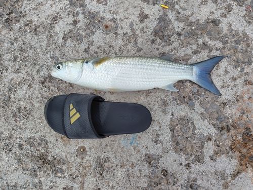 ボラの釣果