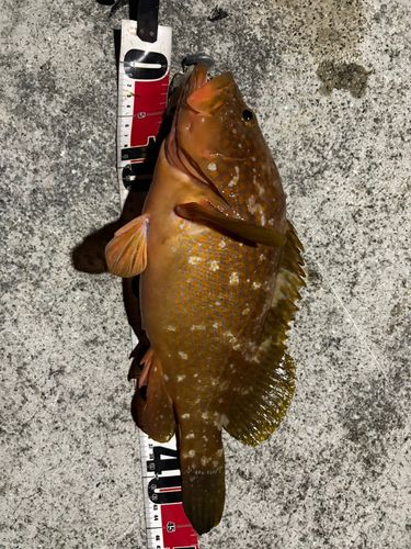 アコウの釣果
