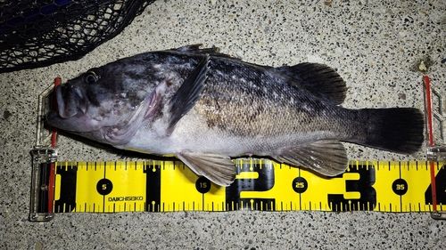 クロソイの釣果