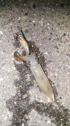 チイチイイカの釣果
