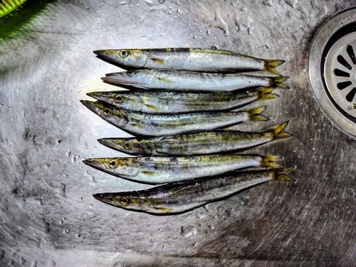 カマスの釣果