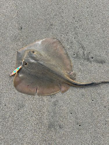 アカエイの釣果
