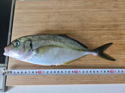 シマアジの釣果