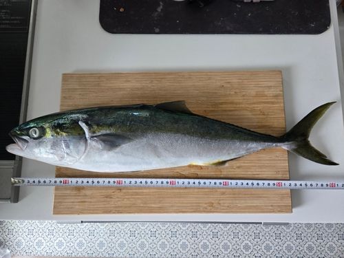 ワラサの釣果