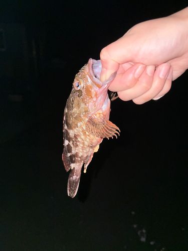 カサゴの釣果
