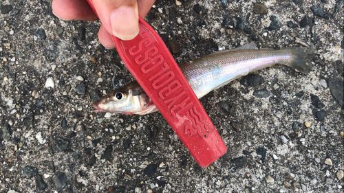 シロギスの釣果