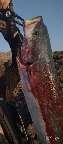 メジロの釣果