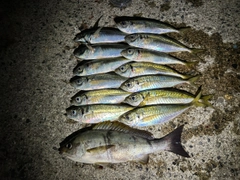 アジの釣果
