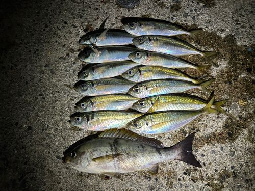 アジの釣果