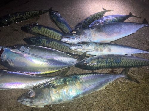 サバの釣果